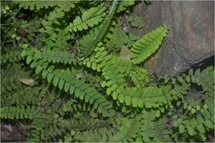 Adiantum caudatum
